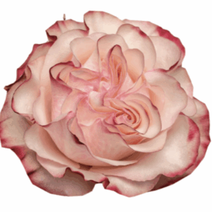 ROSE COUNTRY CANDY - 50 CM